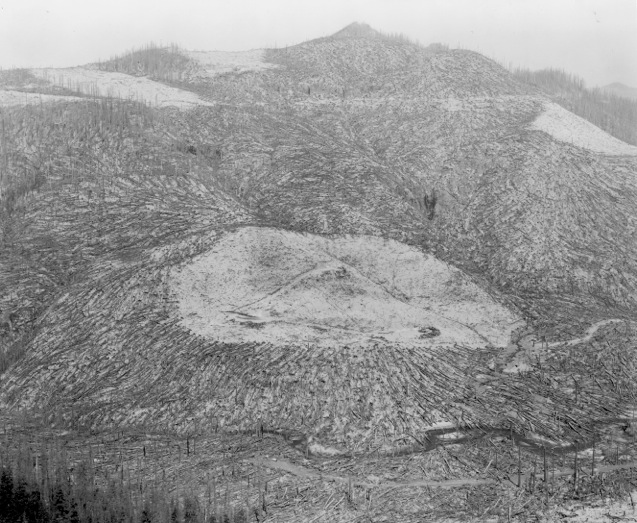 Mount St. Helens: Old clearcut surrounded by downed trees, valley of Clearwater Creek - 9 miles NE of Mount St Helens