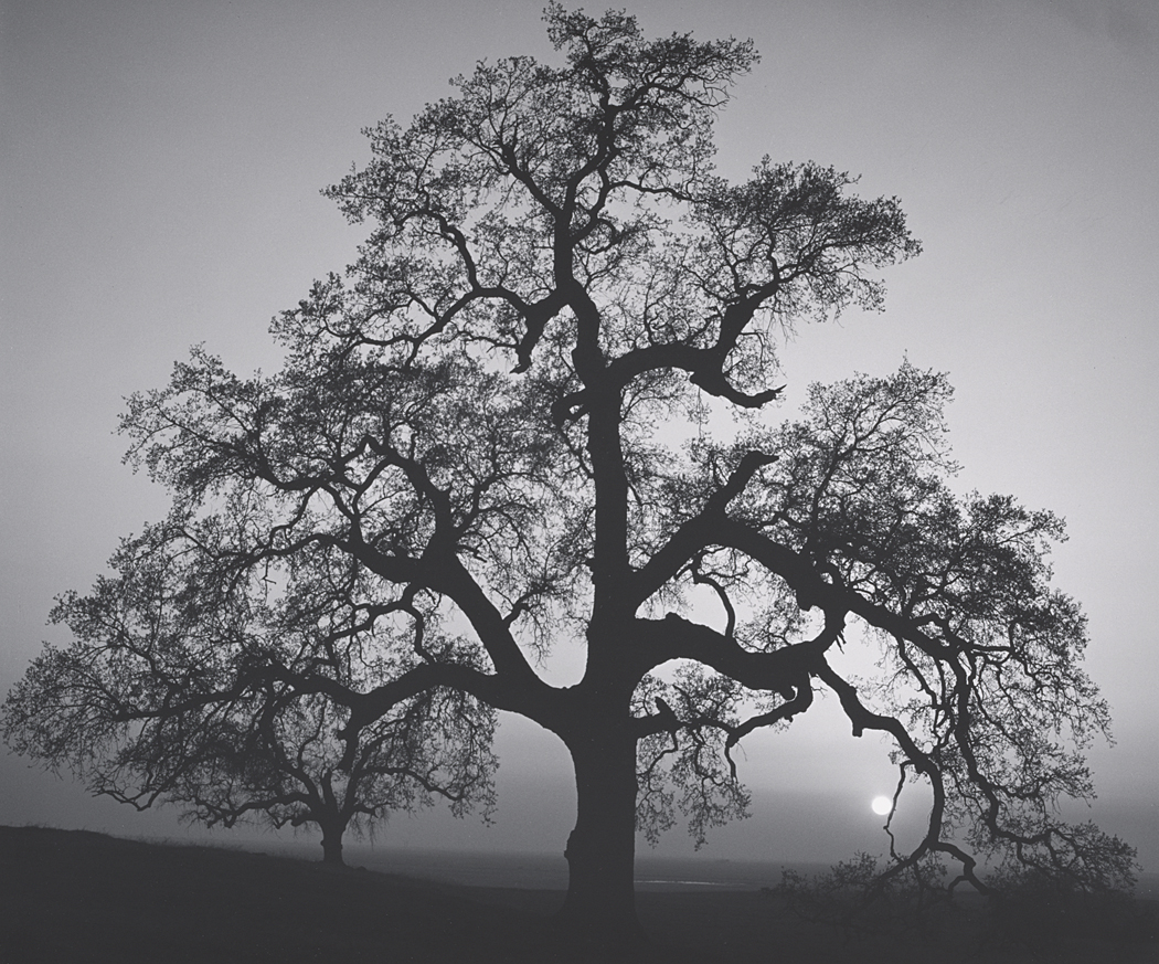 Oak Tree, Sunset City, Sierra Foothills, California
