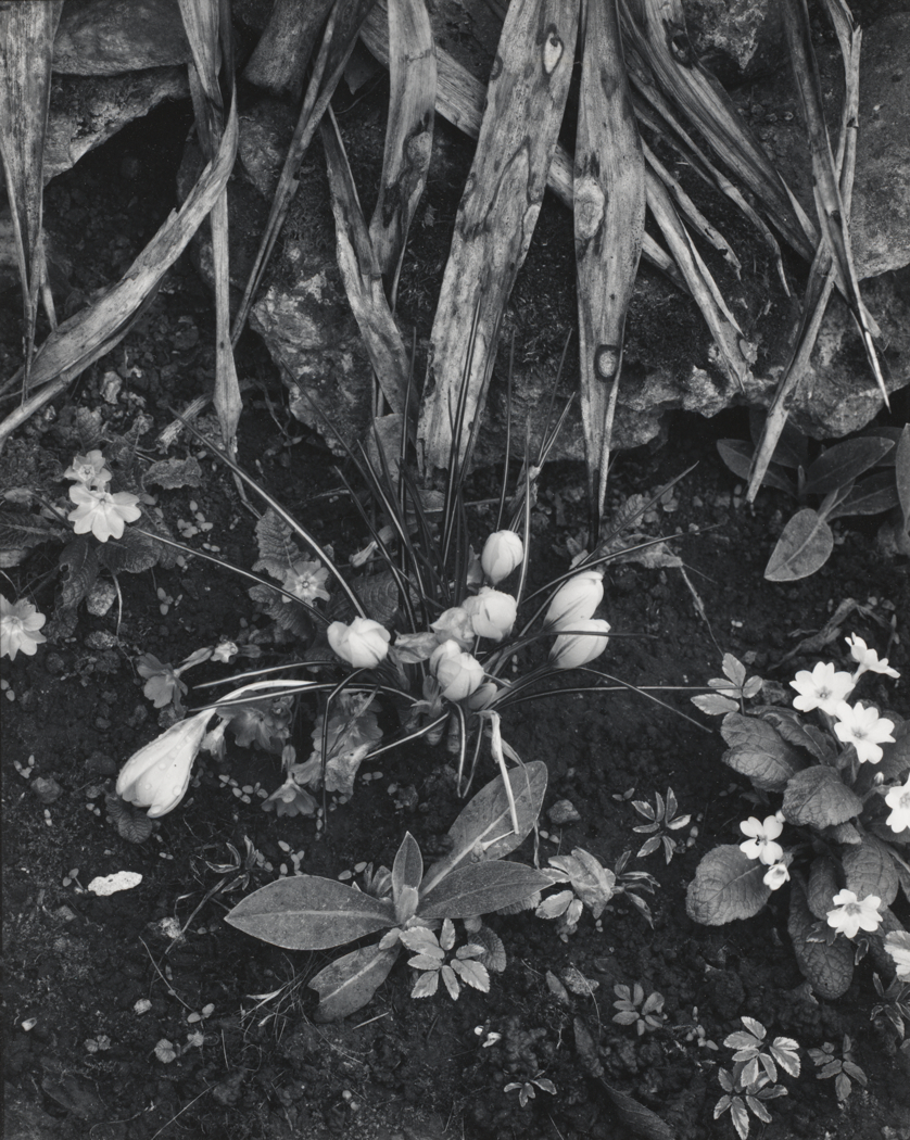 Crocus and Primroses, Orgeval