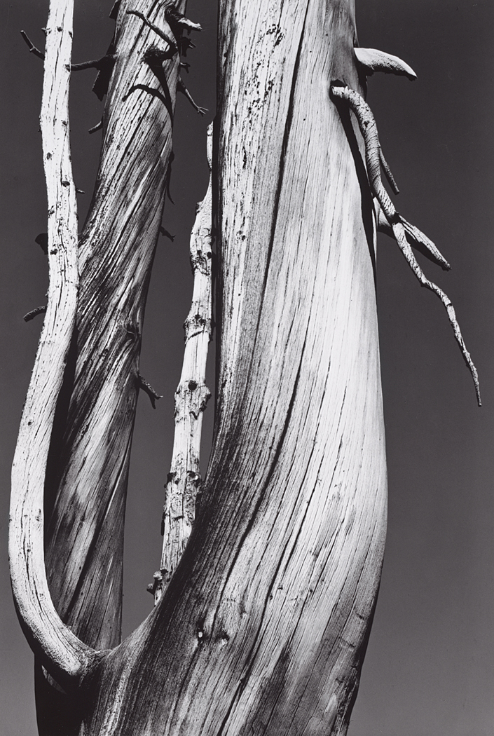 Dead Tree, Dog Lake, Yosemite National Park, California