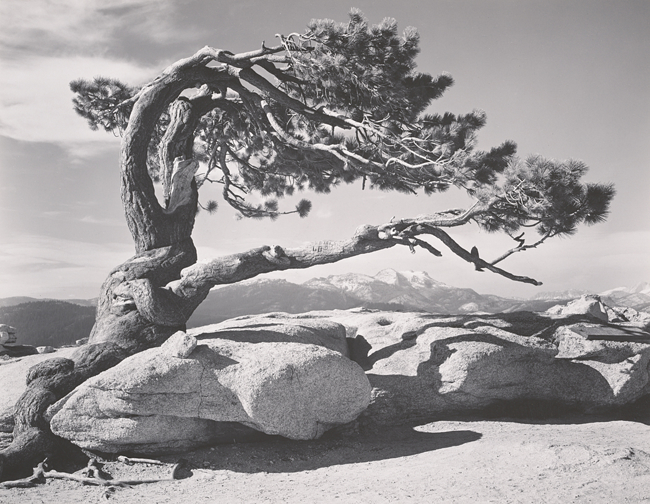 Jeffrey Pine, Sentinel Dome, Yosemite National Park, California