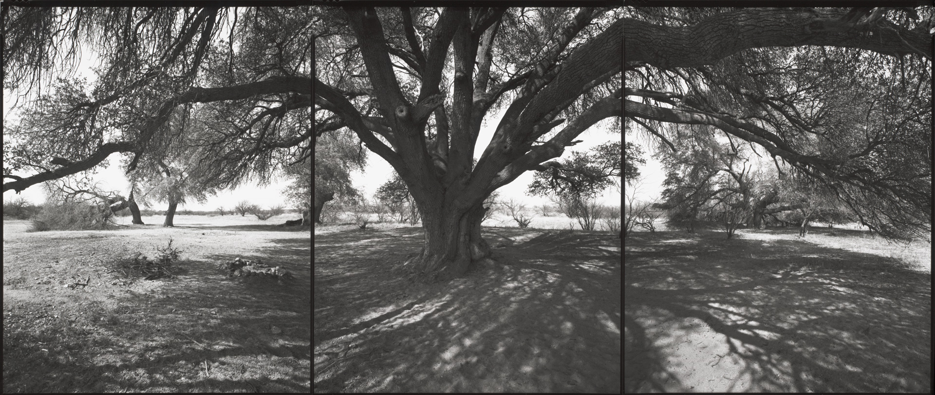 Barbara Bosworth, National Champion Emory Oak, Arizona, 2001, gelatin silver print, 25 x 59.2 cm. Center for Creative Photography, University of Arizona: gift of the artist. © Barbara Bosworth